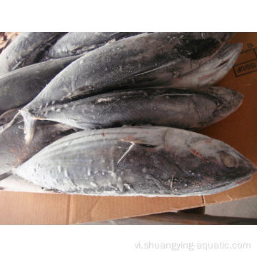 Tuna bonito bỏ qua toàn bộ vòng tròn cho đóng hộp